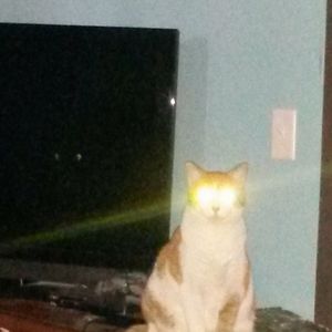 Meet your Posher, Charli